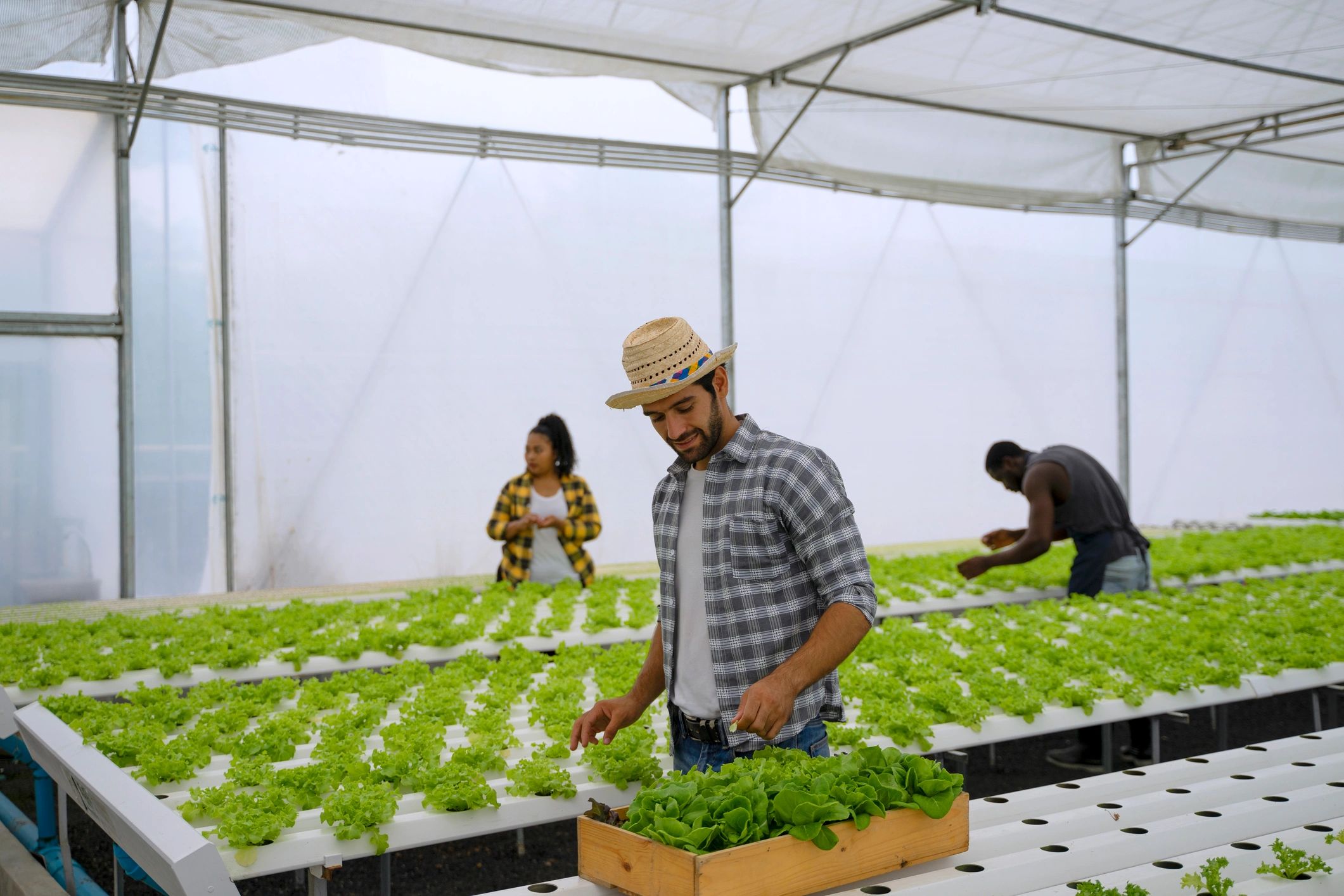 Agricultural professional working in a modern greenhouse