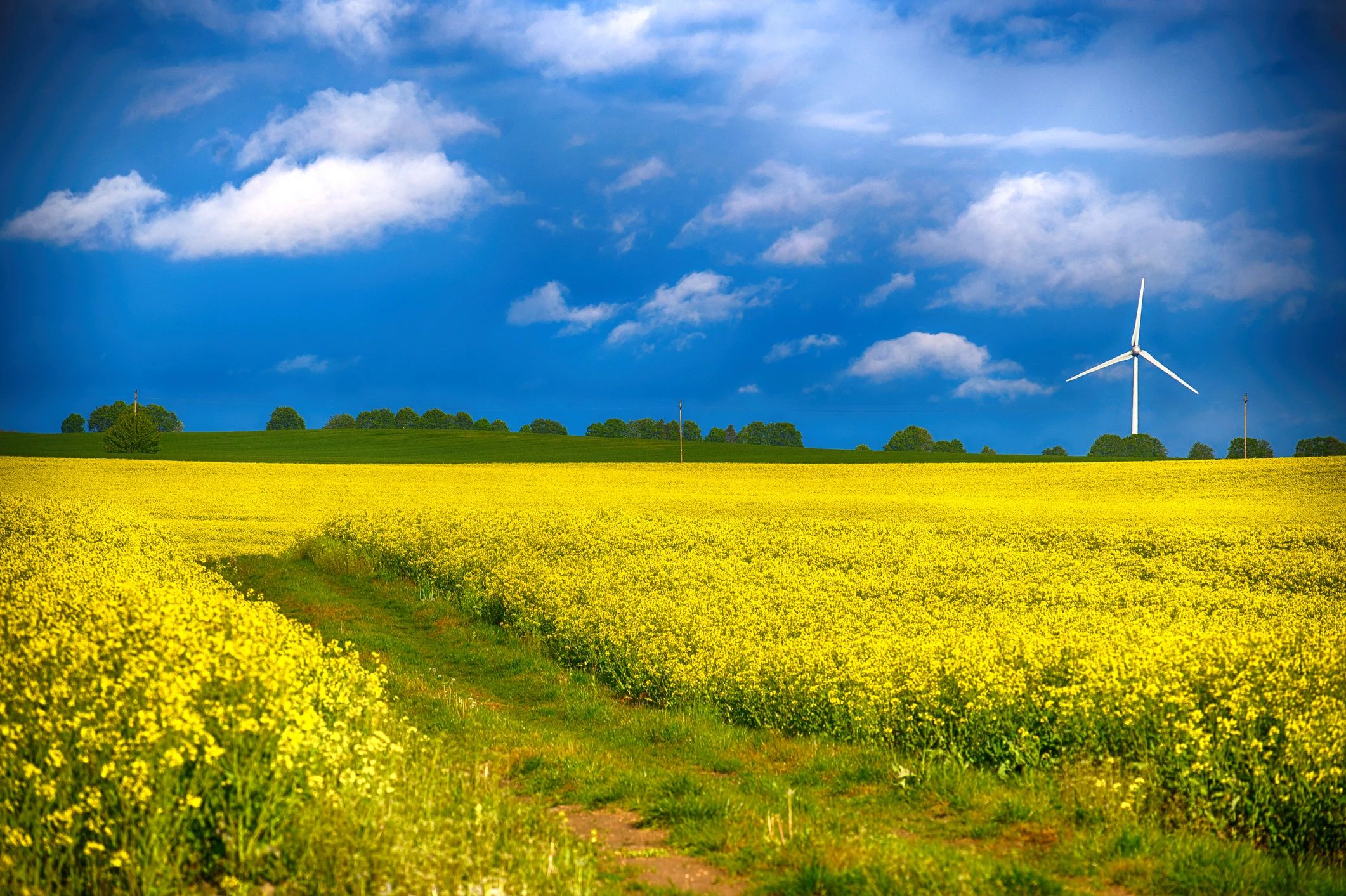 Rapeseed field representing agricultural sourcing